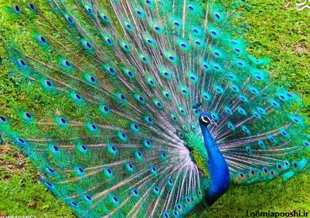 عکس زیباترین پرنده در دنیا