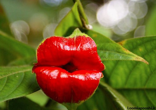 عکس زیباترین گل طبیعی دنیا